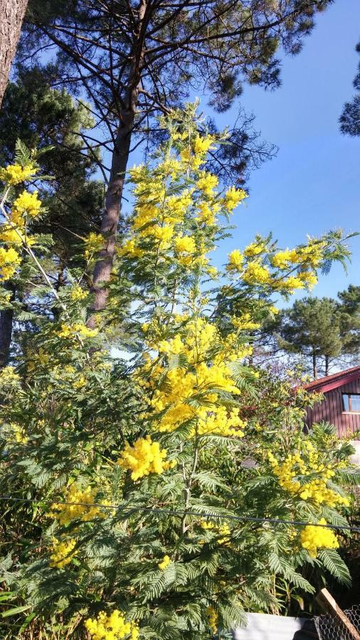 Lège-Cap-FerretLe Relais De La Praya住宿加早餐旅馆 外观 照片